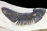 Trilobite (Paralejurus spatuliformis?) Fossil - Morocco #134056-3